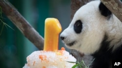 出生在马来西亚动物园的雌性熊猫(未命名)2019年1月14日在马来西亚吉隆坡国家动物园举行第一个生日