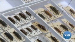New Study Shows Rapid Decline in Insect Populations