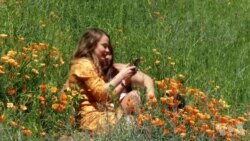 加州罂粟盛开导致交通噩梦 加州罂粟盛开导致交通噩梦