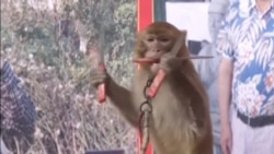 河南鲍湾村的“猴戏”传统 河南鲍湾村的“猴戏”传统