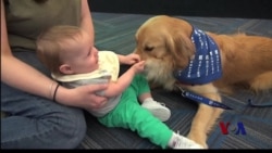 繁忙机场人狗亲近帮助减压