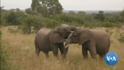 英语视频:虚拟墙让偷猎者无处躲藏 英语视频:虚拟墙让偷猎者无处躲藏