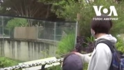 Зоопарк Сан-Франциско знову відкрився для відвідувачів. Відео