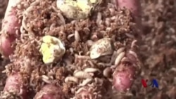 四川养殖场回收剩饭 变废为宝 四川养殖场回收剩饭 变废为宝