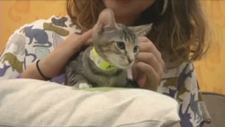 美国万花筒:美国面临阿片危机;旧金山新建慰安妇塑像;无人驾驶轮船驶入波士顿港口 美国万花筒:美国面临阿片危机;旧金山新建慰安妇塑像;无人驾驶轮船驶入波士顿港口