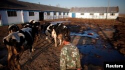 一位男子把他的奶牛赶往内蒙古呼和浩特郊外的一处挤奶站。(资料照)