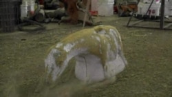 【美国学徒】牛仔爸爸“鸡娃”青春期女儿