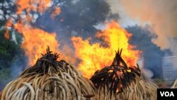2016年4月30日在肯尼亚内罗毕国家公园焚烧的象牙堆。(美国之音克雷格拍摄)