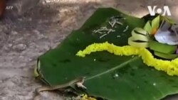 ခေါင်းနှစ်လုံးနဲ့ အင်ဒိုကမြွေ ခေါင်းနှစ်လုံးနဲ့ အင်ဒိုကမြွေ