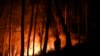 Portugal Perangi Kebakaran Hutan di tengah Kekeringan, 29 Cedera