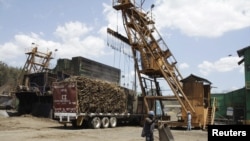 萨尔瓦多向中国出口的甘蔗 (资料照片)