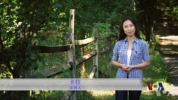 弗吉尼亚马匹收容所 助盲马重获新生 弗吉尼亚马匹收容所 助盲马重获新生