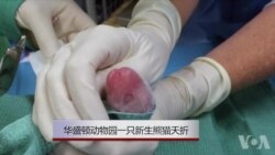 华盛顿动物园一只新生熊猫夭折 华盛顿动物园一只新生熊猫夭折