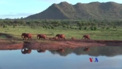 ကင်ညာက ဆင်ရိုင်းထိန်းနည်း ကင်ညာက ဆင်ရိုင်းထိန်းနည်း