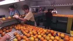 亚洲细菌威胁佛州橘树 亚洲细菌威胁佛州橘树