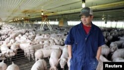 美国爱荷华州的养猪场农场主韦思林在其养有2400头猪的猪舍里。(2018年7月5日)