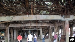 好大一棵树,澎湖大榕树