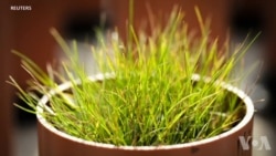 利用厨余垃圾改善贫瘠土壤 利用厨余垃圾改善贫瘠土壤