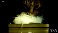 研究人员吸取猫舌的灵感 研究人员吸取猫舌的灵感