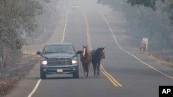 在加州纳帕,皮彼·塔玛亚带着他的两匹马萨米和罗丽逃离凶猛的野火。(2017年10月10日)