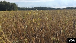 资料照片:2018年9月19日,美国印第安纳州斯科茨伯格镇(Scottsburg)的豆田。
