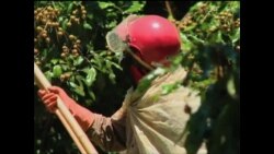 泰国农产品安全令人担忧 泰国农产品安全令人担忧