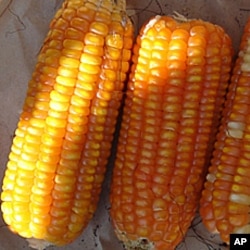 经济学家黑贝布兰德说,玉米成为美国最流行农作物