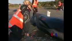 新西兰被困领航鲸部分获救 新西兰被困领航鲸部分获救