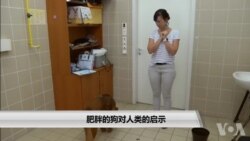 肥胖的狗对人类的启示 肥胖的狗对人类的启示