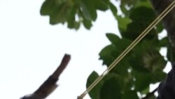 Pemburu Bayaran Basmi Ledakan Populasi Iguana di Taiwan