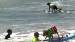 ထူးခြားဆန်းပြားသတင်းများ ထူးခြားဆန်းပြားသတင်းများ