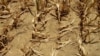 FILE - Corn stalks struggling from lack of rain and a heat wave covering most of the U.S. lie flat on the ground in Farmingdale, Illinois.