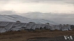 美中贸易战持续 美国部分农民放弃种植大豆 美中贸易战持续 美国部分农民放弃种植大豆