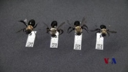 美国科学家研究用野蜂拯救农作物 美国科学家研究用野蜂拯救农作物