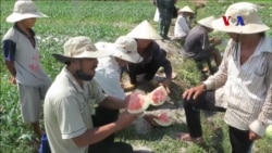 Nông dân trồng dưa lại mắc bẫy Trung Quốc Nông dân trồng dưa lại mắc bẫy Trung Quốc