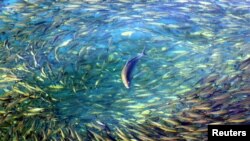 A trevally chases fusiliers near Malaysia's Lankayan Island, located in the Sulu-Sulawesi Marine Ecoregion, in the state of Sabah near Borneo on January 9, 2004. The Sulu-Sulawesi Marine Ecoregion bordered by Indonesia, Malaysia and the Philippines, is th