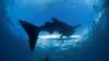 Studi: Hiu Menggunakan Medan Magnet Bumi Sebagai GPS
