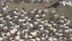 စင်ရော်တွေ သိမ်းပိုက်လိုက်တဲ့ ပီရူးကမ်းခြေ စင်ရော်တွေ သိမ်းပိုက်လိုက်တဲ့ ပီရူးကမ်းခြေ