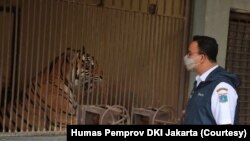Gubernur Provinsi DKI Jakarta Anies Baswedan saat meninjau langsung perkembangan kondisi kedua harimau Sumatera di Taman Margasatwa Ragunan, Sabtu, 31 Juli 2021. (Foto: Humas Pemprov DKI Jakarta)