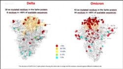 图为新冠病毒变异毒株“德尔塔”(左)和“奥密克绒”的对照图。