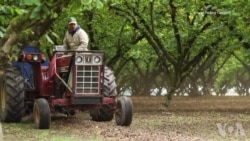美国榛果业从美中贸易战中看到机会