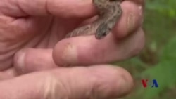 丢掉捕蝶网:今日自然爱好者用手机采集标本 丢掉捕蝶网:今日自然爱好者用手机采集标本