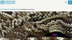 ပိုးထိရင် အရင် ဘာလုပ်မလဲ ပိုးထိရင် အရင် ဘာလုပ်မလဲ