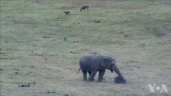 回收利用圣诞树办法多多 回收利用圣诞树办法多多