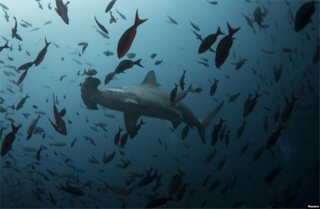 加拉帕戈斯群岛水域形形色色的鱼类。一艘中国渔船近期在厄瓜多尔海岸保护区捕捞鲨鱼,招致该国抗议中国。 8月19日,厄瓜多尔说,一周前截获福远渔冷999号渔船,找到上百吨渔获,包括受保护的濒危品种。厄瓜多尔法律规定,对非法采集受保护动物植物者可以判处最高三年的监禁。鲨鱼翅是中国人传统烹调中的珍馐,在中国市场上售价很高,导致世界各地对海洋生态环境至关重要的鲨鱼被滥捕,鲨鱼数目急剧下降,许多种类的鲨鱼濒临灭绝。  