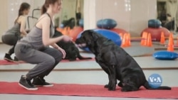 У Лондоні розпочали тренувати собак виявляти коронавірус в людини. Відео У Лондоні розпочали тренувати собак виявляти коронавірус в людини. Відео