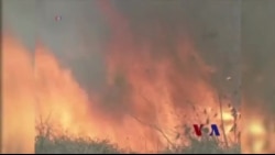 新科技实时监控保护森林 新科技实时监控保护森林