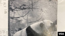 阿尔雅名片的背面,还是大熊猫。 (美国之音/李北平摄)