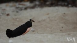 野生动物保护者介绍方法,挽救濒危物种 野生动物保护者介绍方法,挽救濒危物种