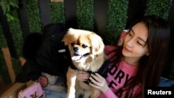 资料照片:在北京的宠物酒店“萌兽派”(Cute Beast Pet Resort),一位顾客和她的小狗(2017年12月22日)。